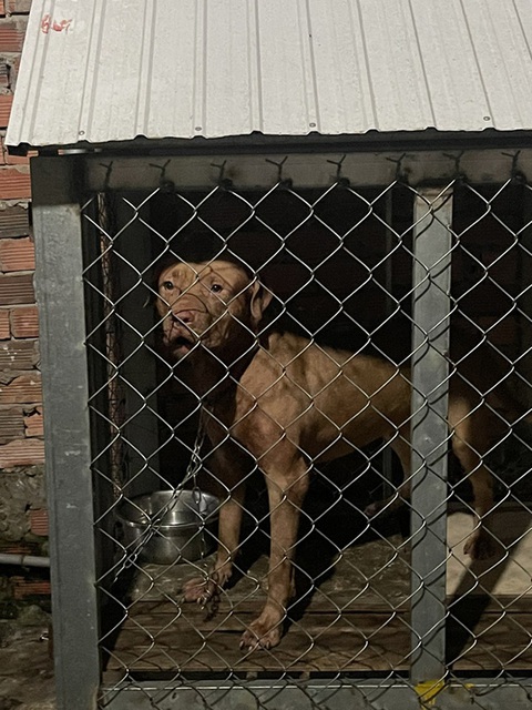 Những vụ chó pitbull phản chủ, cắn chết người - Ảnh 1. Những vụ chó pitbull phản chủ, cắn chết người - Ảnh 1.