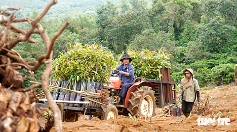 Đánh cược với cây sầu riêng - Ảnh 5. Đánh cược với cây sầu riêng - Ảnh 5.