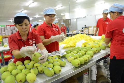 Chế biến và đóng gói trái cây xuất khẩu tại Công ty TNHH chế biến trái cây Yasaka, tỉnh Bình Dương - Ảnh: Q.ĐỊNH Chế biến và đóng gói trái cây xuất khẩu tại Công ty TNHH chế biến trái cây Yasaka, tỉnh Bình Dương - Ảnh: Q.ĐỊNH