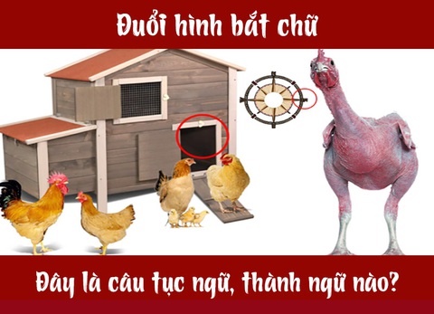 Câu tục ngữ, thành ngữ khó nhằn này là gì? (P18) - Ảnh 1. Câu tục ngữ, thành ngữ khó nhằn này là gì? (P18) - Ảnh 1.
