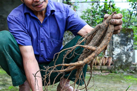 Mách nhau trồng sâm nam, cây chưa ra củ đã thu tiền tỉ - Ảnh 2. Mách nhau trồng sâm nam, cây chưa ra củ đã thu tiền tỉ - Ảnh 2.