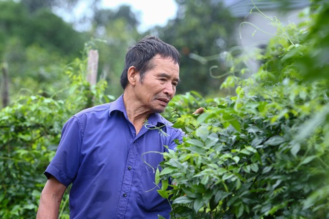 Mách nhau trồng sâm nam, cây chưa ra củ đã thu tiền tỉ - Ảnh 1. Mách nhau trồng sâm nam, cây chưa ra củ đã thu tiền tỉ - Ảnh 1.