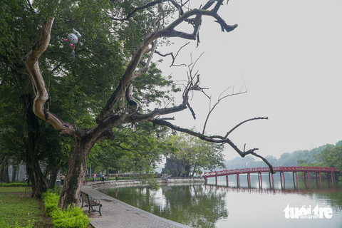 Chặt hạ và đấu giá ba cây sưa đỏ ở hồ Gươm - Ảnh 1. Chặt hạ và đấu giá ba cây sưa đỏ ở hồ Gươm - Ảnh 1.