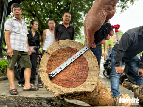 Chặt hạ và đấu giá ba cây sưa đỏ ở hồ Gươm - Ảnh 5. Chặt hạ và đấu giá ba cây sưa đỏ ở hồ Gươm - Ảnh 5.