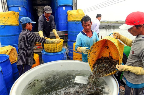 Đề nghị nói thật hết những góc khuất của ngành tôm - Ảnh 2. Đề nghị nói thật hết những góc khuất của ngành tôm - Ảnh 2.
