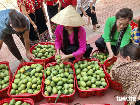 Thầy cô hái xoài trong sân trường tặng học trò cuối năm học - Ảnh 3. Thầy cô hái xoài trong sân trường tặng học trò cuối năm học - Ảnh 3.