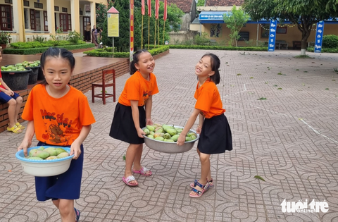 Thầy cô hái xoài trong sân trường tặng học trò cuối năm học - Ảnh 4. Thầy cô hái xoài trong sân trường tặng học trò cuối năm học - Ảnh 4.