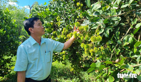Giá mít, chôm chôm giảm 3-5 lần, nông dân chật vật tìm đầu ra - Ảnh 2. Giá mít, chôm chôm giảm 3-5 lần, nông dân chật vật tìm đầu ra - Ảnh 2.