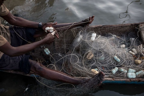 Một ngư dân đang ngồi sửa lại tấm lưới trên sông Casamance ở Ziguinchor, Senegal hôm 16-5. (Muhamadou Bittaye/AFP/Getty Images)