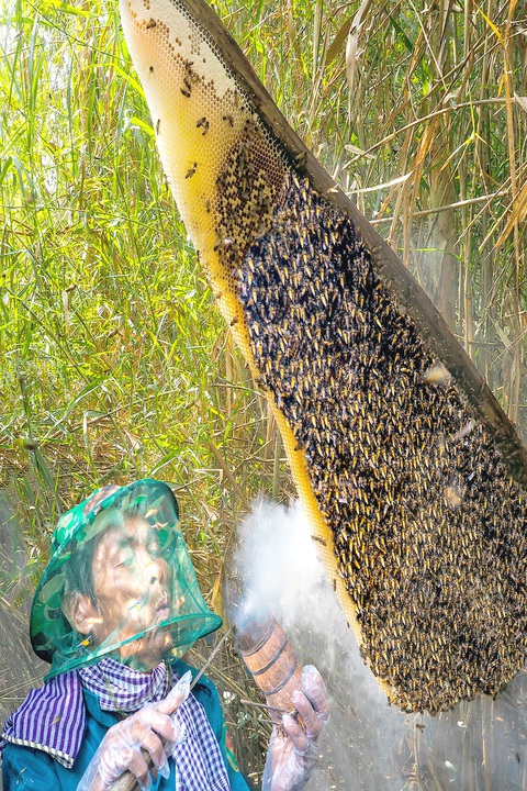 Gác kèo ong - chuyện cổ tích có thật ở rừng U Minh - Kỳ 1: Gác kèo ong từ thuở cha ông đi mở cõi - Ảnh 2. Tổ ong trên kèo đang được dân U Minh lấy - Ảnh: NGUYỄN THANH DŨNG