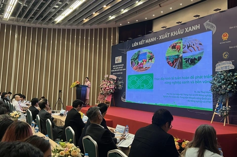 Bài học từ chuyện xuất khẩu trái dừa sang Mỹ - Ảnh 1. Bài học từ chuyện xuất khẩu trái dừa sang Mỹ - Ảnh 1.