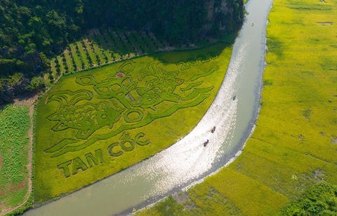 ‘Cá chép trông trăng’ trên cánh đồng Tam Cốc - Ảnh 1. ‘Cá chép trông trăng’ trên cánh đồng Tam Cốc - Ảnh 1.