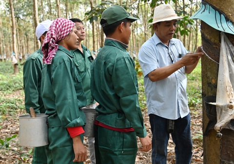 Cao su Đồng Nai - Kratie: 15 năm gian khó biết bao nhiêu tình - Ảnh 1. Cán bộ kỹ thuật Công ty Cao su Đồng Nai - Kratia hướng dẫn kỹ thuật khai thác mủ cho công nhân Campuchia