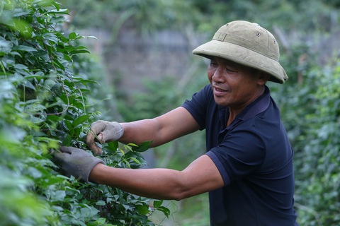 Người nông dân chơi sang, mang cây sâm nam cho gà ăn - Ảnh 3. Người nông dân chơi sang, mang cây sâm nam cho gà ăn - Ảnh 3.