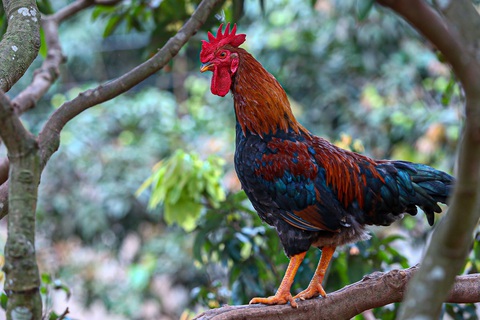 Người nông dân chơi sang, mang cây sâm nam cho gà ăn - Ảnh 1. Người nông dân chơi sang, mang cây sâm nam cho gà ăn - Ảnh 1.