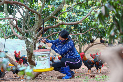 Người nông dân chơi sang, mang cây sâm nam cho gà ăn - Ảnh 2. Người nông dân chơi sang, mang cây sâm nam cho gà ăn - Ảnh 2.