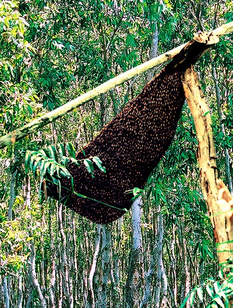 Gác kèo ong - chuyện cổ tích có thật ở rừng U Minh - Kỳ 3: Bí quyết săn mật ong rừng U Minh - Ảnh 2. Gác kèo ong - chuyện cổ tích có thật ở rừng U Minh - Kỳ 3: Bí quyết săn mật ong rừng U Minh - Ảnh 2.