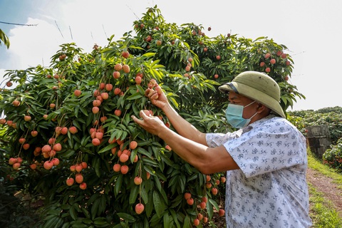 Quá nửa tổng sản lượng vải thiều của Bắc Giang đã được đặt hàng - Ảnh 1. Quá nửa tổng sản lượng vải thiều của Bắc Giang đã được đặt hàng - Ảnh 1.