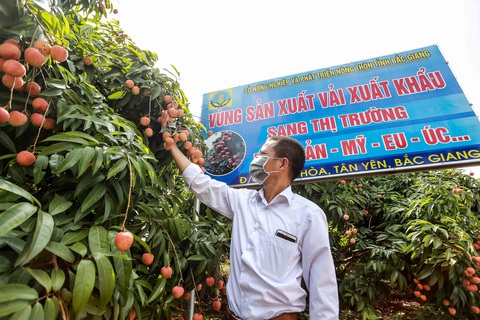 Quá nửa tổng sản lượng vải thiều của Bắc Giang đã được đặt hàng - Ảnh 3. Quá nửa tổng sản lượng vải thiều của Bắc Giang đã được đặt hàng - Ảnh 3.