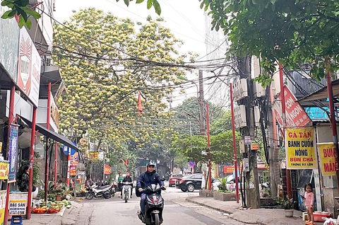 Ăn bún dưới cội hoa bún 300 tuổi - Ảnh 1. Cội bún cổ thụ đã được người dân xem như là nét văn hóa, “linhhồn” của địa phương - Ảnh: TÂM LÊ