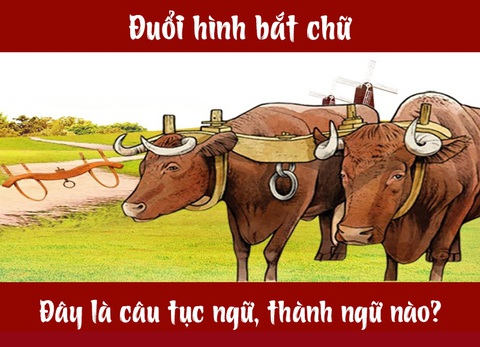 Câu tục ngữ, thành ngữ khó nhằn này là gì? (P25) - Ảnh 1. Câu tục ngữ, thành ngữ khó nhằn này là gì? (P25) - Ảnh 1.