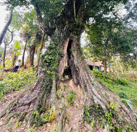 Cây thị 700 tuổi ‘cứu vua Lê Lợi’ được công nhận là Cây di sản Việt Nam - Ảnh 2. Cây thị 700 tuổi ‘cứu vua Lê Lợi’ được công nhận là Cây di sản Việt Nam - Ảnh 2.