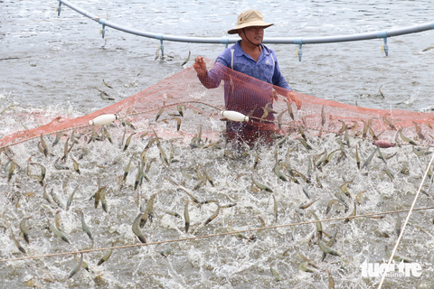 Bến Tre bàn cách phát triển 5.800 hecta tôm công nghệ cao - Ảnh 1. Tỉnh Bến Tre hiện có khoảng 2.567ha diện tích nuôi tôm công nghệ cao. Tỉnh này đang đặt mục tiêu tăng diện tích nuôi theo công nghệ cao lên 5.800ha vào năm 2030 - Ảnh: MẬU TRƯỜNG