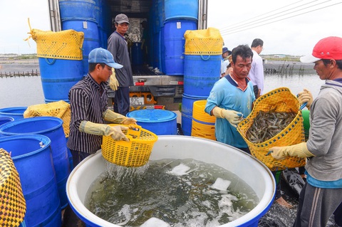 Xuất khẩu thủy sản giảm 31% trong 4 tháng- Ảnh: QUANG ĐỊNH Xuất khẩu thủy sản tăng trưởng âm thấp nhất trong 6 tháng qua - Ảnh: QUANG ĐỊNH