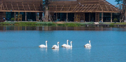 Khai trương công viên hồ Thiên Nga tại đô thị Eco Central Park - Ảnh 6. Thiên nga thong thả bơi trên mặt hồ trong xanh, yên ả - Ảnh: E.C.P