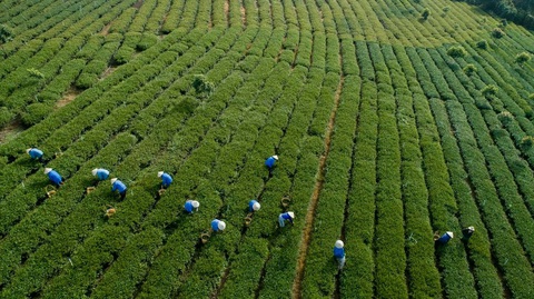 Ông Chuang 30 năm trồng trà Oolong ở Đà Lạt - Ảnh 3. Đồi trà của công ty Haiyih ở Cầu Đất, Đà Lạt - Ảnh: HAIYIH