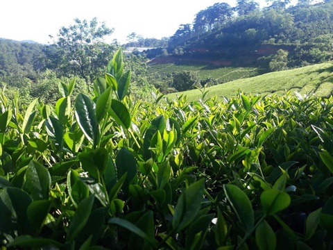 Ông Chuang 30 năm trồng trà Oolong ở Đà Lạt - Ảnh 6. Đồi trà của công ty Haiyih giữa ngàn thông reo ở Cầu Đất, Đà Lạt - Ảnh: HAIYIH