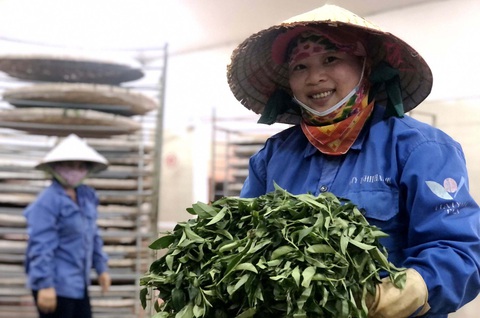 Chuẩn bị trà để sấy lạnh tại nhà máy trà Hayih ở Cầu Đất - Ảnh: HỒNG VÂN Chuẩn bị trà để sấy lạnh tại nhà máy trà Hayih ở Cầu Đất - Ảnh: HỒNG VÂN