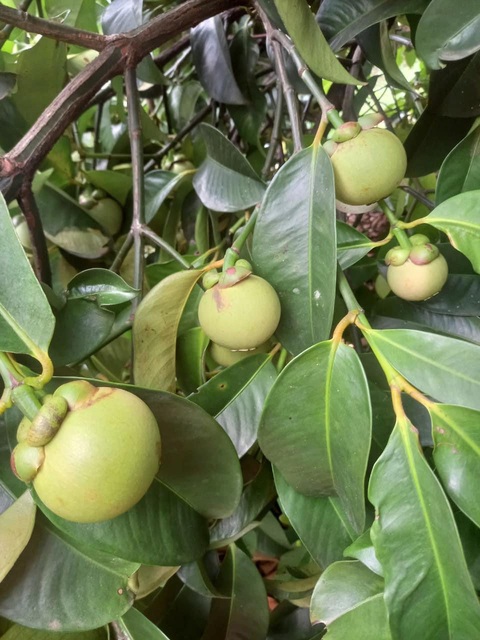 Hơn nửa triệu đồng/kg măng cụt sống làm gỏi, muốn mua phải đặt trước - Ảnh 2. Hơn nửa triệu đồng/kg măng cụt sống làm gỏi, muốn mua phải đặt trước - Ảnh 2.