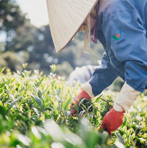 Ông Chuang 30 năm trồng trà Oolong ở Đà Lạt - Ảnh 4. Hái trà ở đồi trà Cầu Đất, Đà Lạt - Ảnh: HAIYIH