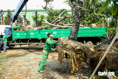 Cận cảnh chăm sóc cây xanh di dời làm nút giao thông An Phú - Ảnh 5. Cận cảnh chăm sóc cây xanh di dời làm nút giao thông An Phú - Ảnh 5.