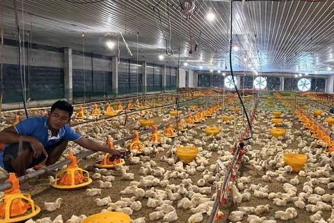 Liên tục thua lỗ, nhiều trang trại ngừng chăn nuôi gà lông trắng. Trong ảnh: một trại chăn nuôi gà lông trắng ở Đồng Nai - Ảnh: A LỘC Liên tục thua lỗ, nhiều trang trại ngừng chăn nuôi gà lông trắng. Trong ảnh: một trại chăn nuôi gà lông trắng ở Đồng Nai - Ảnh: A LỘC