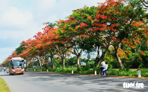 Ngắm hàng cây phượng vĩ rực rỡ giữa khung trời tháng 6 - Ảnh 1. Ngắm hàng cây phượng vĩ rực rỡ giữa khung trời tháng 6 - Ảnh 1.