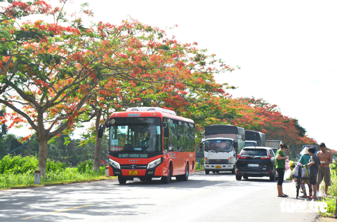 Ngắm hàng cây phượng vĩ rực rỡ giữa khung trời tháng 6 - Ảnh 2. Ngắm hàng cây phượng vĩ rực rỡ giữa khung trời tháng 6 - Ảnh 2.
