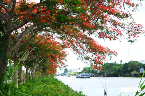 Ngắm hàng cây phượng vĩ rực rỡ giữa khung trời tháng 6 - Ảnh 6. Ngắm hàng cây phượng vĩ rực rỡ giữa khung trời tháng 6 - Ảnh 6.