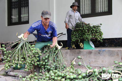 Tuyệt kỹ hái cau ở miền Tây - Ảnh 4. Thời điểm cau có giá hái trái 3.000 đồng/kg, trong khi sức các thợ leo cau mỗi ngày có thể hái 1 tấn trái, tương đương 3 triệu đồng/ngày