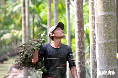 Tuyệt kỹ hái cau ở miền Tây - Ảnh 6. Sau một buổi leo cau, anh Danh Trình vui vẻ nói nghề nguy hiểm nhưng giúp gia đình anh có cuộc sống ổn định