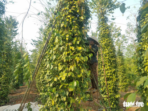 Tin tức sáng 12-6: Trái cây giảm giá; Him Lam tiến vào dịch vụ hàng không - Ảnh 1. Tin tức sáng 12-6: Trái cây giảm giá; Him Lam tiến vào dịch vụ hàng không - Ảnh 1.