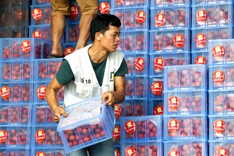 Vải thiều Lục Ngạn: Được mùa chờ được giá - Ảnh 1. Công nhân kiểm tra lại mặt hàng vải thiều trước khi xuất khẩu sang Trung Quốc tại khu vực cửa khẩu Tân Thanh, Lạng Sơn - Ảnh: HÀ QUÂN