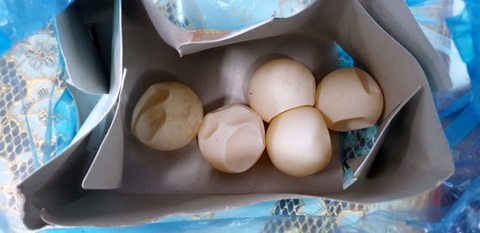 Hành khách mang về 5 vật hình tròn, nghi trứng vích từ Côn Đảo - Ảnh 1. Hành khách mang về 5 vật hình tròn, nghi trứng vích từ Côn Đảo - Ảnh 1.