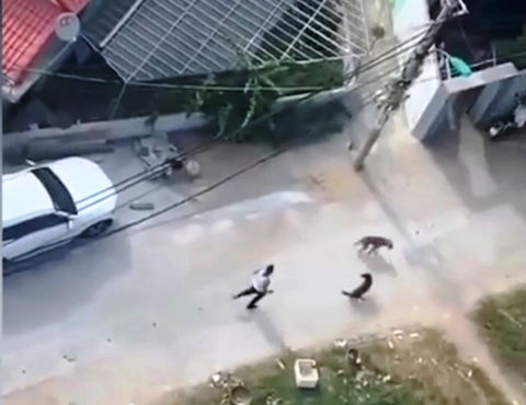 Người cố ý thả chó dữ cắn hàng xóm bị chuyển tội danh thành giết người - Ảnh 1. Người cố ý thả chó dữ cắn hàng xóm bị chuyển tội danh thành giết người - Ảnh 1.