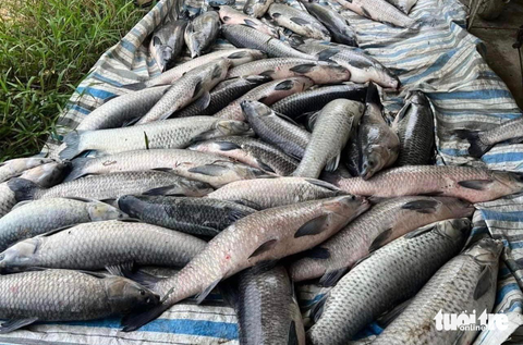 Thanh niên không tay gặp sự cố lần đầu khởi nghiệp, nhiều người hỗ trợ - Ảnh 1. Thanh niên không tay gặp sự cố lần đầu khởi nghiệp, nhiều người hỗ trợ - Ảnh 1.