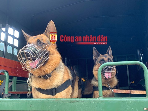 Chó nghiệp vụ được sử dụng truy bắt đối tượng. Chó nghiệp vụ được sử dụng truy bắt nghi phạm