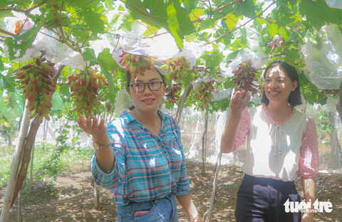 Những vườn nho trĩu quả đón khách dịp Lễ hội Nho - Vang - Ảnh 1. Những vườn nho trĩu quả đón khách dịp Lễ hội Nho - Vang - Ảnh 1.