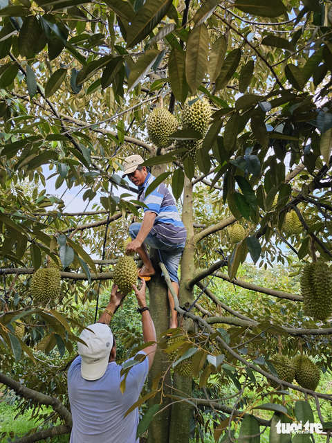 Lễ hội trái cây Ninh Sơn: người dân háo hức, mong chờ - Ảnh 3. Lễ hội trái cây Ninh Sơn: người dân háo hức, mong chờ - Ảnh 3.
