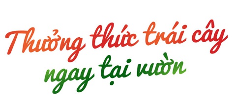 Mê mẩn những vườn trái cây trĩu quả dưới chân đèo Sông Pha - Ảnh 1.